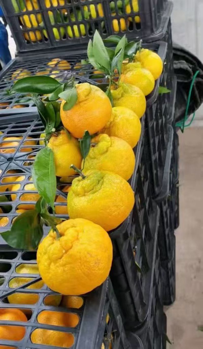 湖北宜昌丑橘大量上市产地直发保质保量欢迎随时联系