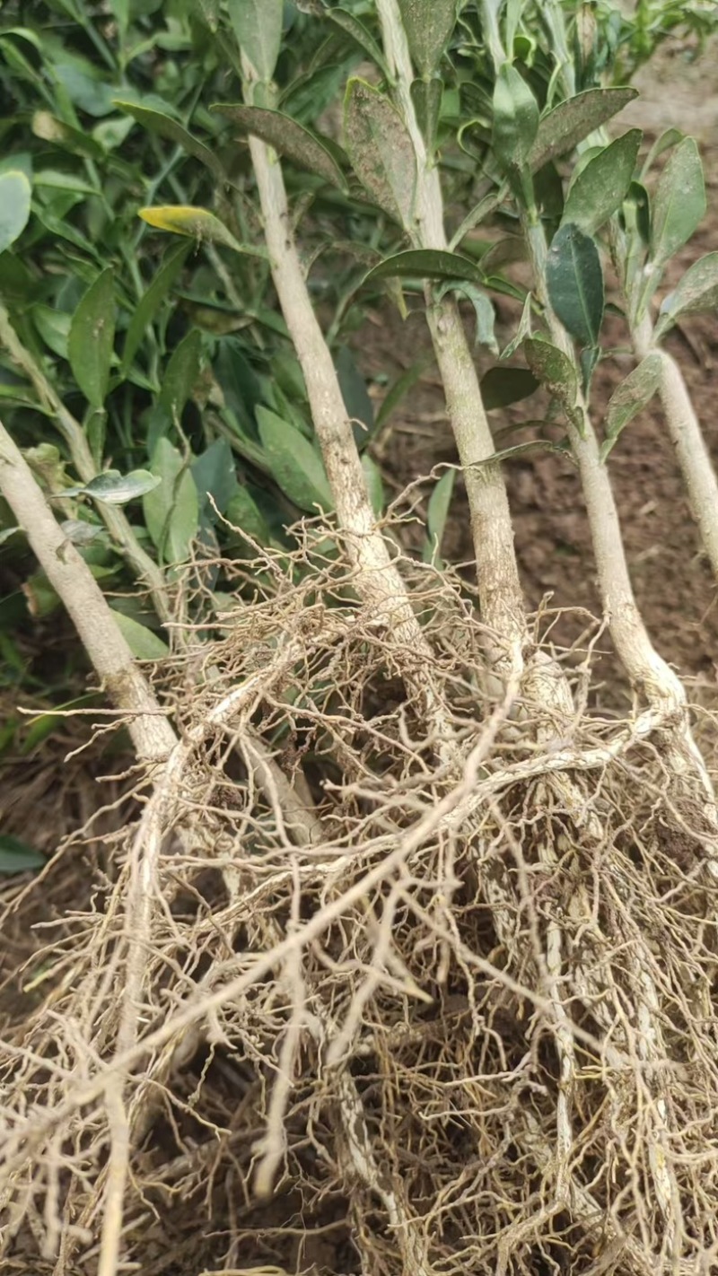 香橙苗小叶软枝成活率高免费提供种植技术可零售可批发