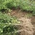 香橙苗小叶软枝成活率高免费提供种植技术可零售可批发