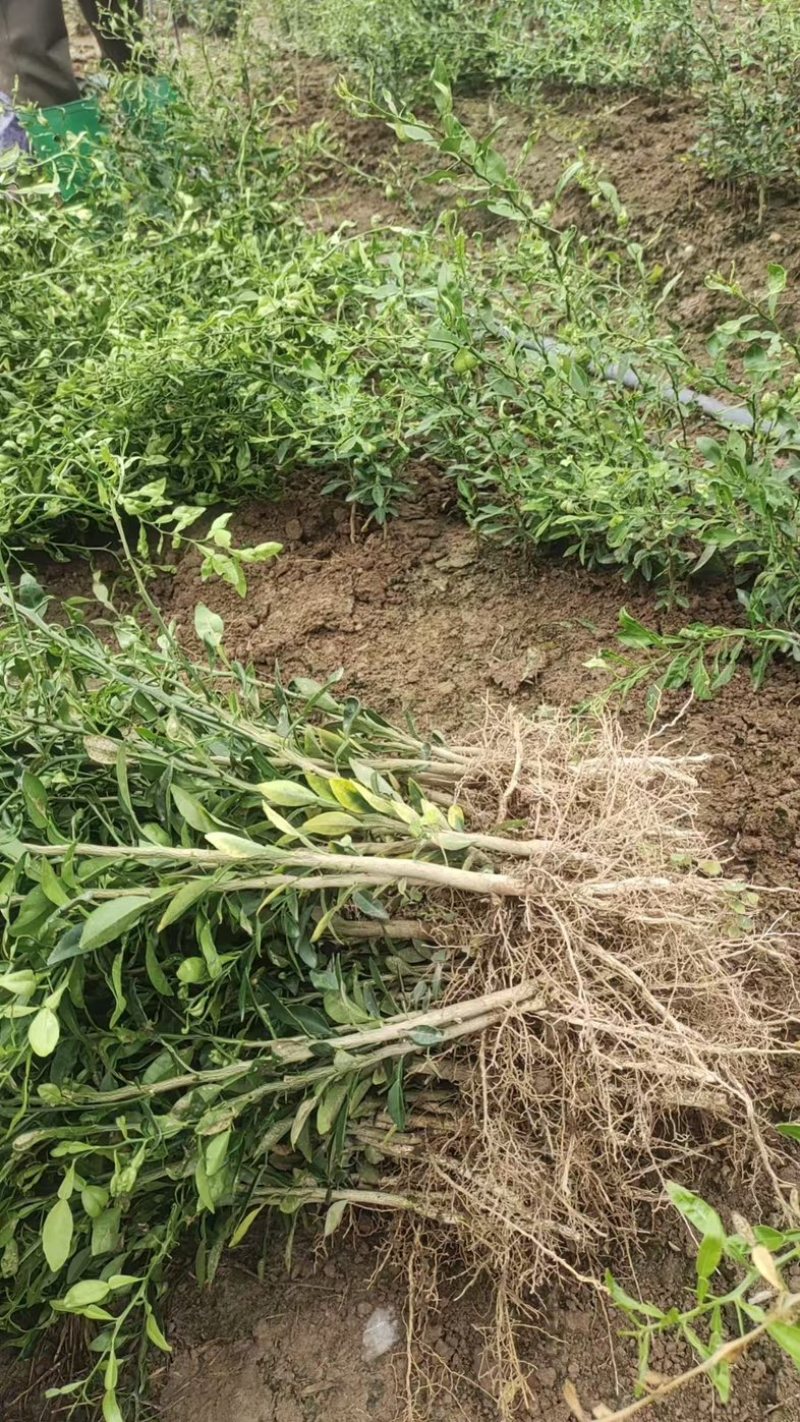 香橙苗小叶软枝成活率高免费提供种植技术可零售可批发
