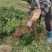 香橙苗小叶软枝成活率高免费提供种植技术可零售可批发
