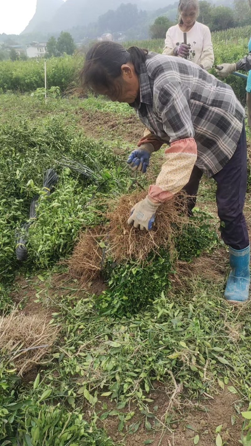 香橙苗小叶软枝成活率高免费提供种植技术可零售可批发
