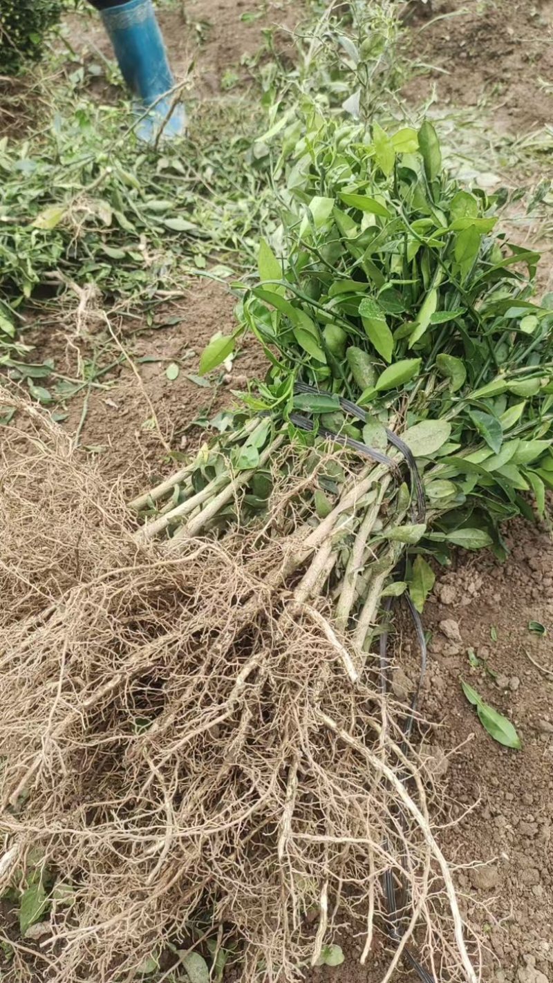 香橙苗小叶软枝成活率高免费提供种植技术可零售可批发