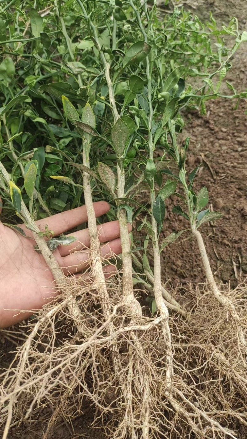 香橙苗小叶软枝成活率高免费提供种植技术可零售可批发