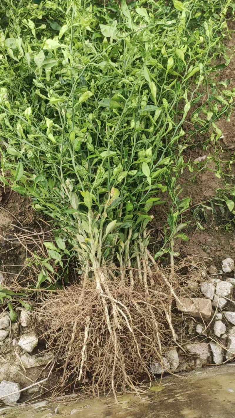 香橙苗小叶软枝成活率高免费提供种植技术可零售可批发