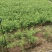 香橙苗小叶软枝成活率高免费提供种植技术可零售可批发