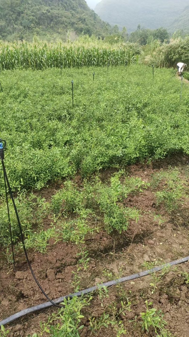 香橙苗小叶软枝成活率高免费提供种植技术可零售可批发