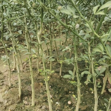 枳壳苗自家苗圃种植价格可谈量大成活率高根系发达