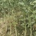 枳壳苗自家苗圃种植价格可谈量大成活率高根系发达