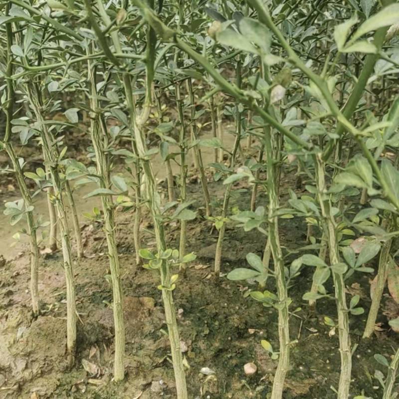 枳壳苗自家苗圃种植价格可谈量大成活率高根系发达