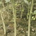 枳壳苗自家苗圃种植价格可谈量大成活率高根系发达
