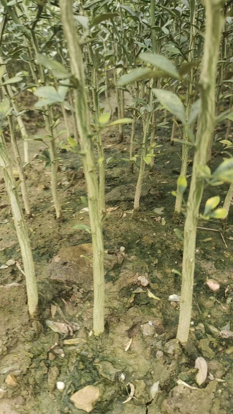 枳壳苗自家苗圃种植价格可谈量大成活率高根系发达