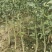枳壳苗自家苗圃种植价格可谈量大成活率高根系发达