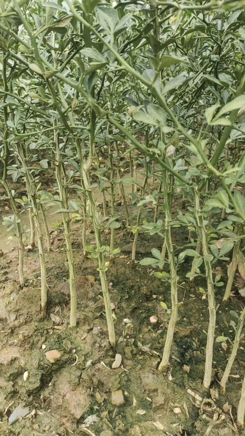 枳壳苗自家苗圃种植价格可谈量大成活率高根系发达