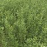 枳壳苗自家苗圃种植价格可谈量大成活率高根系发达