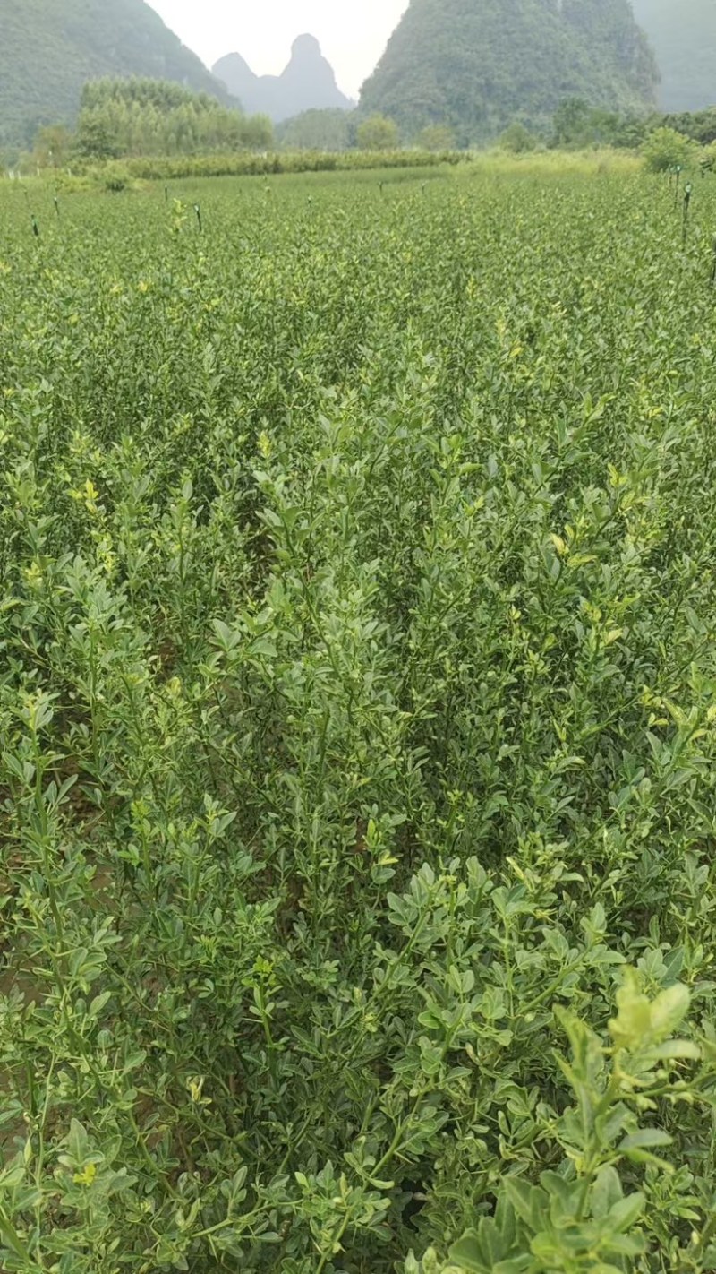 枳壳苗自家苗圃种植价格可谈量大成活率高根系发达