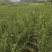 枳壳苗自家苗圃种植价格可谈量大成活率高根系发达