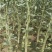 枳壳苗自家苗圃种植价格可谈量大成活率高根系发达