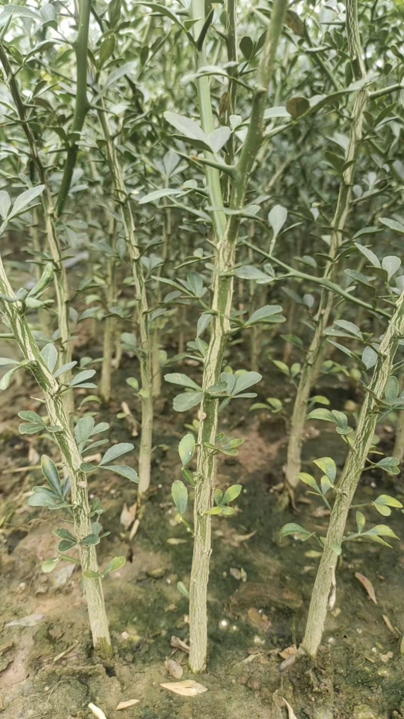 枳壳苗自家苗圃种植价格可谈量大成活率高根系发达