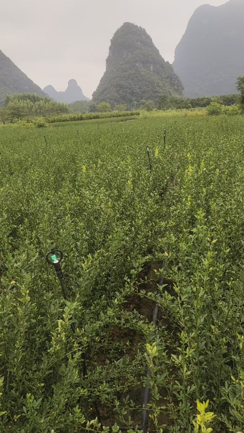 枳壳苗自家苗圃种植价格可谈量大成活率高根系发达