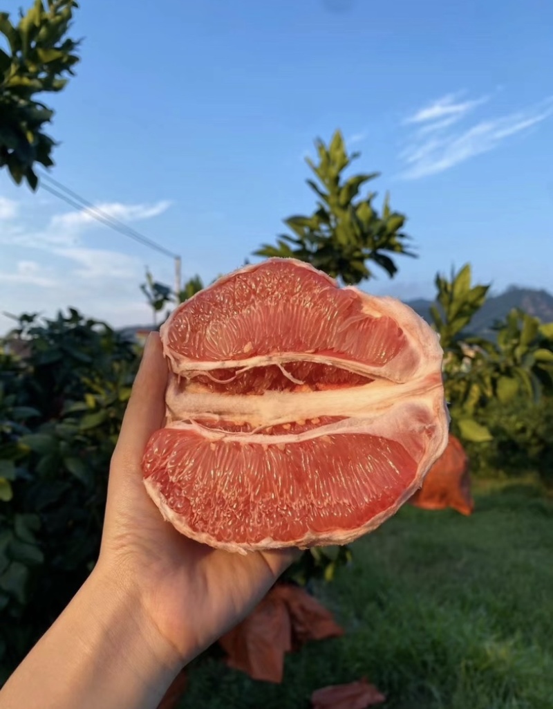 三红柚