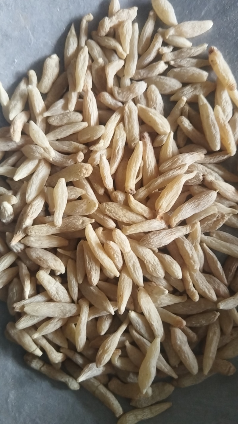牛蒡药用牛蒡子干净无杂质品质保证一手货源