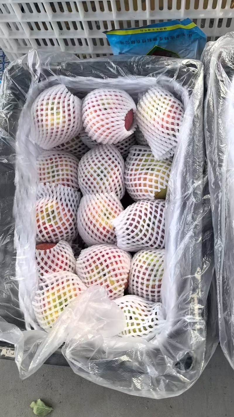 秦脆苹果高次果