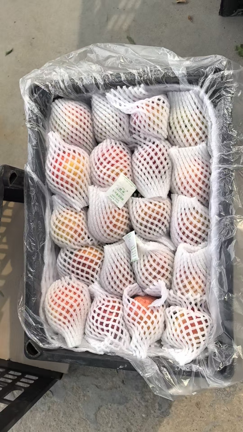 秦脆苹果高次果