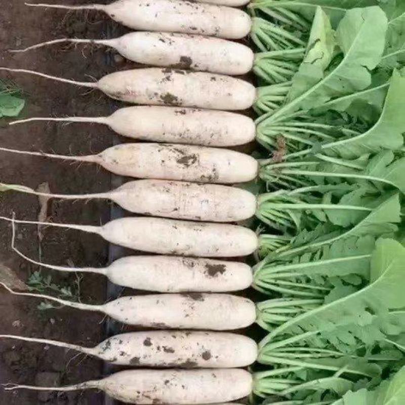白萝卜