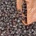 临沂蒙阴板栗栗子二次加工产地直发宋家早处暑红海丰