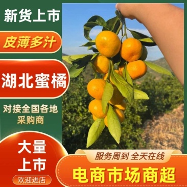 湖北蜜橘大量供应电商超市优选货源可视频看货童叟无欺