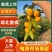 湖北蜜橘大量供应电商超市优选货源可视频看货童叟无欺
