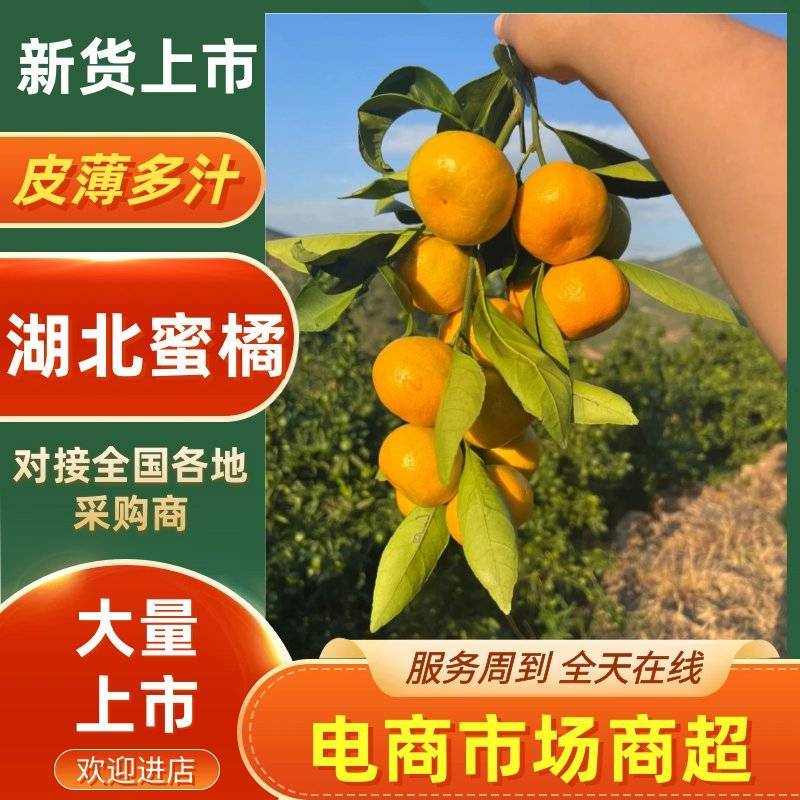 湖北蜜橘大量供应电商超市优选货源可视频看货童叟无欺