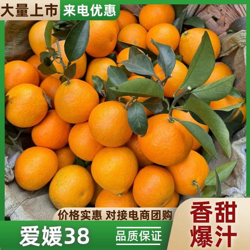 四川眉山爱媛橙果冻橙大量上市，纯甜爆汁品质保证诚信经营