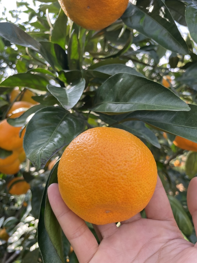 湖北蜜桔大量上市对接全国电商批发商档口