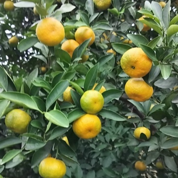 新余蜜橘