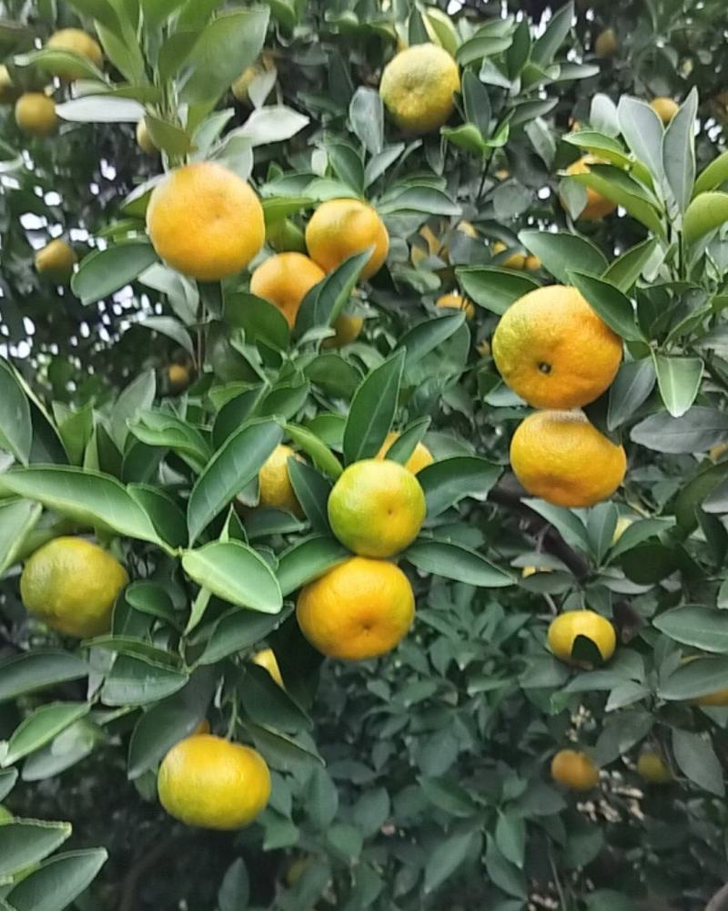 新余蜜橘