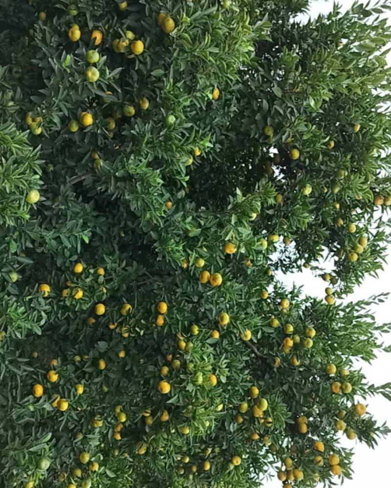 新余蜜橘