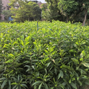 大叶相思绿化苗木自家基地自产自销量大价格优惠