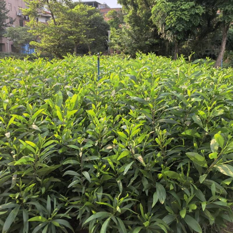 大叶相思绿化苗木自家基地自产自销量大价格优惠