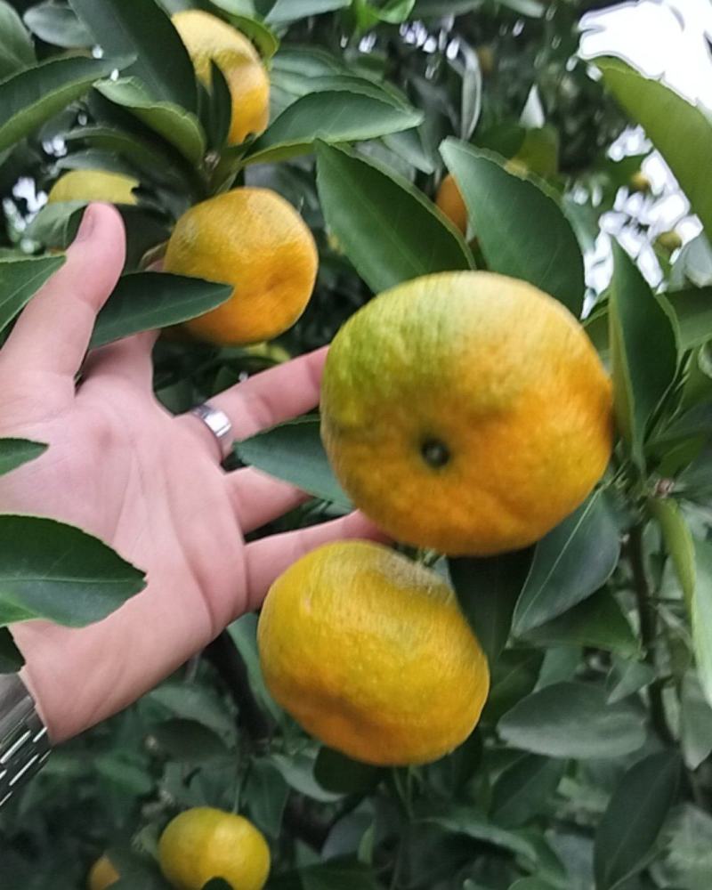 新余蜜橘