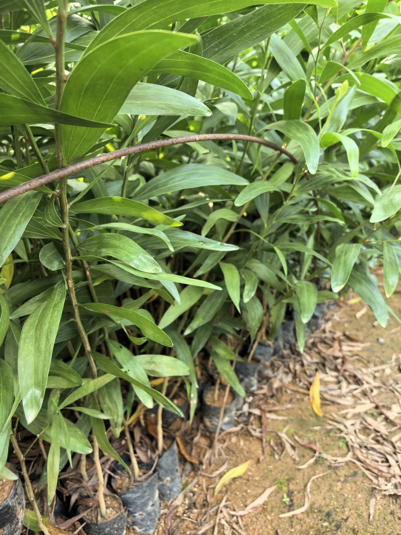 大叶相思绿化苗木自家基地自产自销量大价格优惠