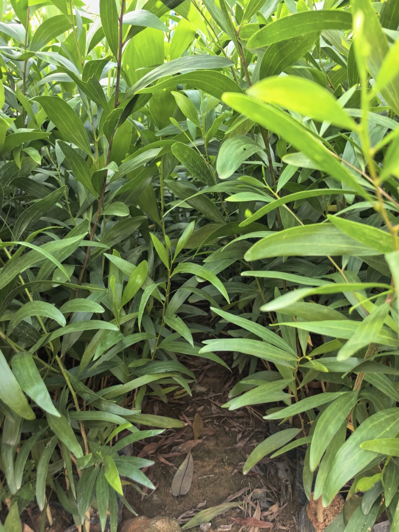 大叶相思绿化苗木自家基地自产自销量大价格优惠