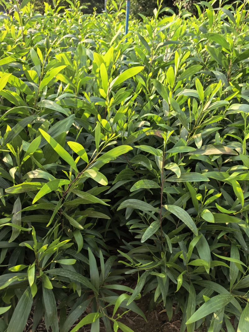 大叶相思绿化苗木自家基地自产自销量大价格优惠