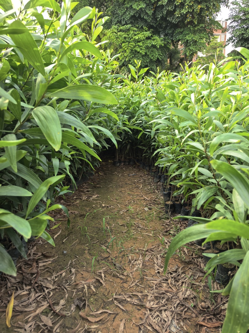 大叶相思绿化苗木自家基地自产自销量大价格优惠