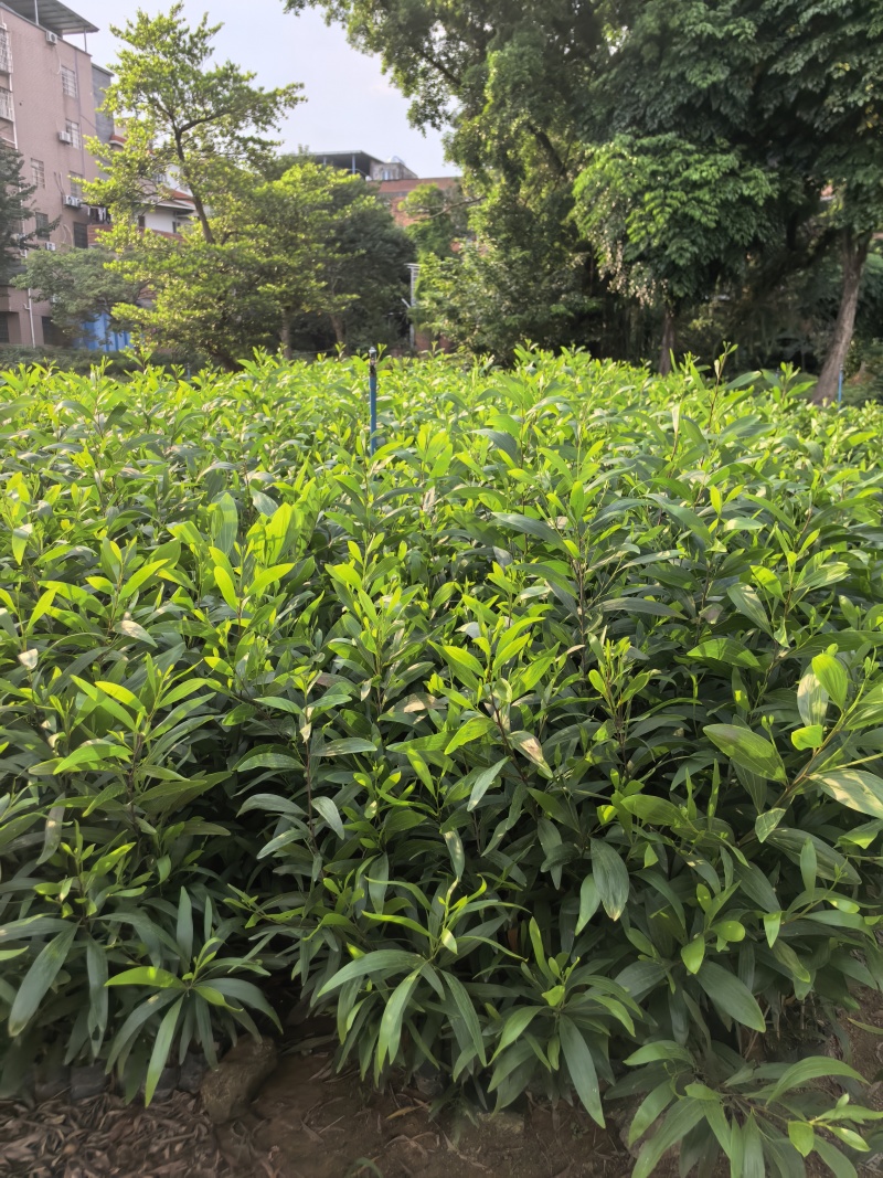 大叶相思绿化苗木自家基地自产自销量大价格优惠
