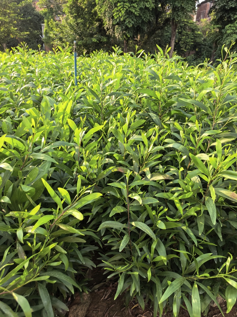 大叶相思绿化苗木自家基地自产自销量大价格优惠