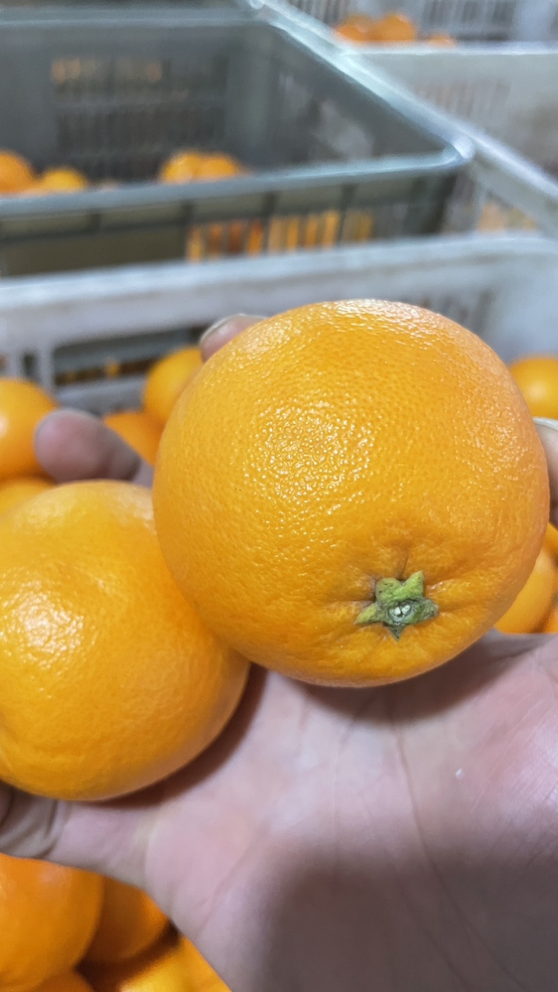 纽荷尔脐橙大量上市对接全国电商批发商档口
