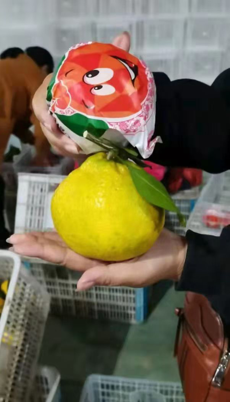 不知火丑橘大炮柑湖北产区大量上市对接各大市场电商
