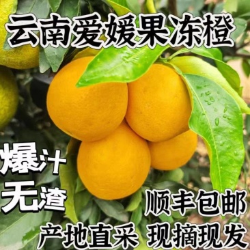 《爱媛橙》果冻橙/云南25年新货/电商，一件代发团购